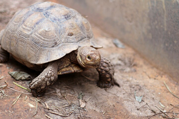 African Sulcata Tortoise Natural Habitat,Close up African spurred tortoise resting, cute animal