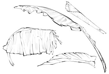 Detailed line art of banana leaves in various forms
