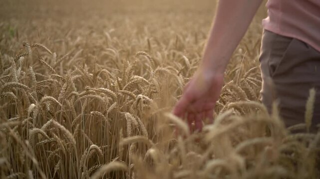 girl in wheat field sunny day
