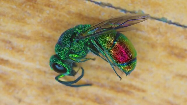 Macro view of Chrysis Ignite Fly Parasitoid Insect Golden Cuckoo Wasp 4k