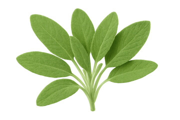 Obraz premium Green sage leaves on transparent background, showing texture and stem, ideal for food and beverage projects