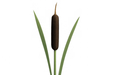 Verdant bulrush reed growing with vibrant green foliage, clean isolated background ideal for graphic design compositing