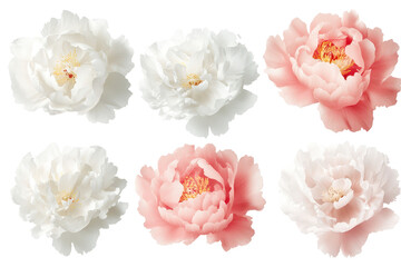 Assorted white and pink peony flower heads showcasing delicate textures and vibrant colors in a soft, elegant arrangement on a transparent background