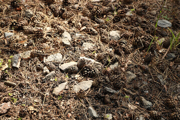 Fir cones on the ground