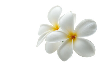 Naklejka premium Delicate white flowers with soft yellow centers arranged against a clean white backdrop, highlighting their natural beauty and elegance