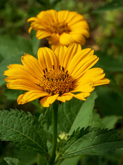 A beautiful close-up of a vibrant yellow Heliopsis flower with another in soft focus behind, surrounded by green foliage