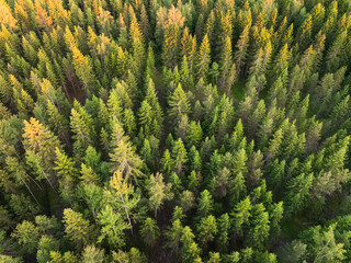 Aerial drone view of a dense spruce forest in Estonia, its treetops illuminated by the warm light of the setting sun.