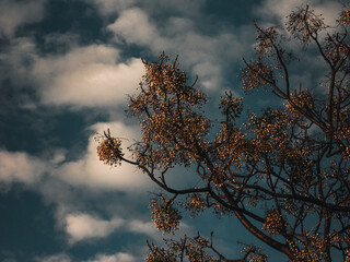 Tree branches