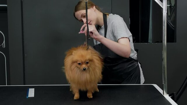 Professional pet groomer carefully brushing fluffy Pomeranian Spitz dog's coat during salon grooming session, maintaining hygiene and style with precise grooming techniques