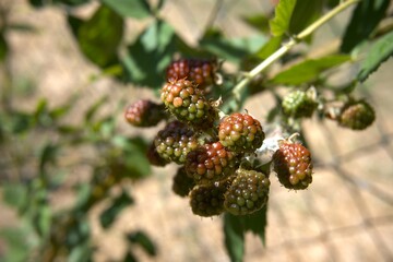 Green blackberry fruit in the garden.