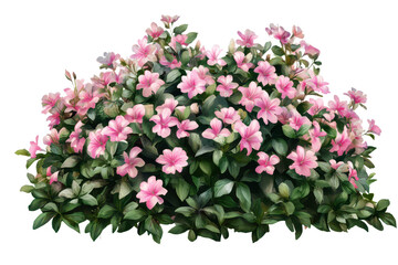 Fototapeta premium Bright pink flowers in a lush bush on a transparent background for graphic design and digital art projects
