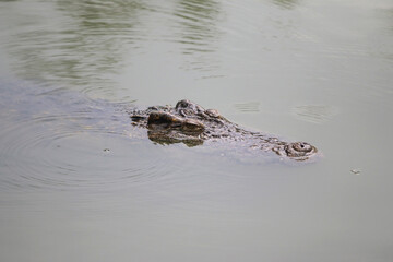 Crocodile Stealth: A captivating portrait of a crocodile, partially submerged in tranquil water, with only its head visible, showcasing the raw power and primal nature of this ancient reptile.