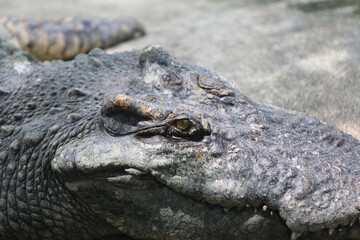 Ancient Alligator: Close-up portrait of an alligator, capturing its rough textured skin and intense gaze. It is a detailed study of a formidable reptile in its natural habitat.