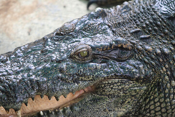 Intense Alligator Portrait: An evocative close-up portrait captures the raw power and ancient...