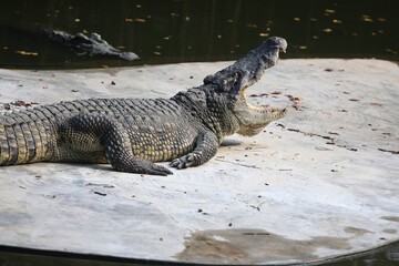 Aggressive Crocodile in Habitat: The dominant crocodile displays a show of aggression in its...