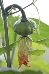 The Unique Squash: A captivating capture showcasing the delicate charm of a young squash. The image...