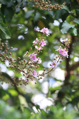 Blossom Beauty in Nature: A close-up shot features the delicate, cascading blossoms of a crape myrtle tree, a captivating display of nature's artistry.