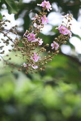Petal Harmony: A delicate branch blooms with clusters of vibrant pink blossoms, creating a symphony of color amidst a backdrop of blurred green foliage, celebrating the delicate beauty of nature.