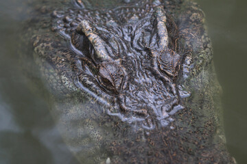 Ancient Predator's Gaze: A close-up portrait captures the intense stare of a formidable crocodile,...