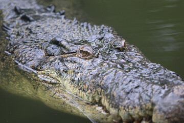 Silent Hunter's Gaze: A close-up portrait of a crocodile, its ancient, armored skin glistening. The powerful predator's eye, a window to a prehistoric world, surveys its domain with patient intensity.