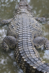 Apex Predator's Armor: a close-up view of a crocodile resting in shallow water, showcasing its...