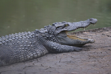Obraz premium Apex Predator's Stance: Capturing the raw power and primal presence of a massive crocodile in its natural habitat, showcasing its formidable jaws and ancient reptilian form.