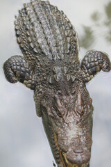 Apex Predator: A close-up, high-angle shot of an imposing alligator, its rough textured skin and watchful eyes hinting at its formidable power, floating in murky water.