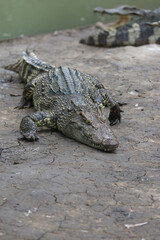 Crocodile Basking: A large crocodile rests on a riverbank, its textured skin and powerful jaws visible.  Another crocodile is subtly visible in the background. 