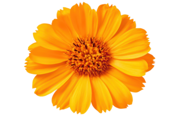 Vibrant calendula flower showcasing bright orange petals and intricate center detail, perfect for decorative or artistic use in designs and crafts