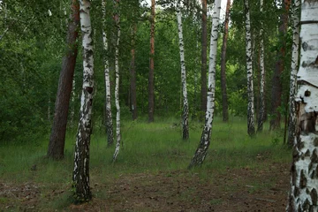 Gardinen Young birch grove in the forest © Сергей Луговский