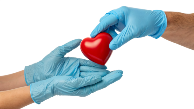 Hands in blue medical gloves passing a red heart isolated on transparent background