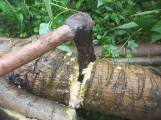 Cutting papaya tree with an iron axe.Cutting a big papaya branch with an iron axe,Cutting down a...