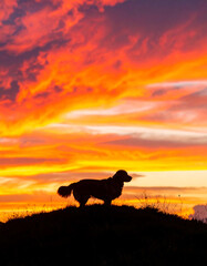 Silhouette of a loyal companion against a vibrant sunset. Evokes feelings of freedom, peace, and connection. Ideal for themes of nature, pets, and reflection.