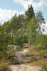 Hiking trail in a summer coniferous forest