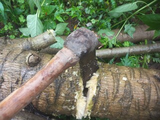 Cutting papaya tree with an iron axe.Cutting a big papaya branch with an iron axe,Cutting down a...