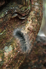 Black stripped caterpillar, Close-up of caterpillar
