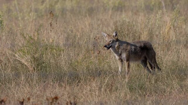 A coyote in prairie grasses at Rocky Mountain Arsenal National Wildlife Refuge near Denver, Colorado
