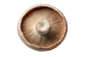 Close up of a mushroom gills, fungus, edible, ingredient, food photography on transparent background