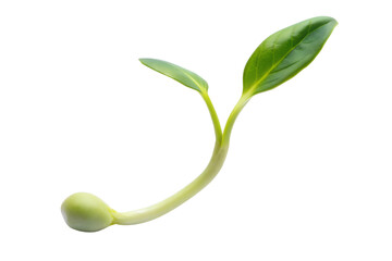 Fresh sprout closeup image for agriculture and gardening related concepts on transparent background