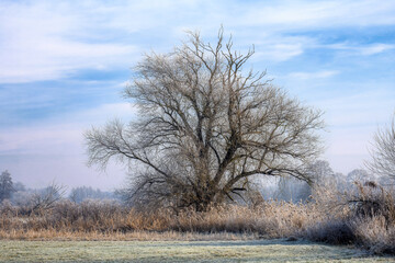 Winter scenic with a lonely tree