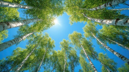 Springtime birch trees set against a clear blue sky.