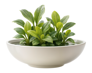 Large ceramic bowl with a mix of aquatic plants, suitable for a serene bathroom setting.