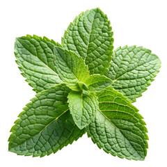 Fresh peppermint leaves close up for tea and culinary use herbal remedy on transparent background