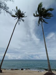 palm tree on the beach
