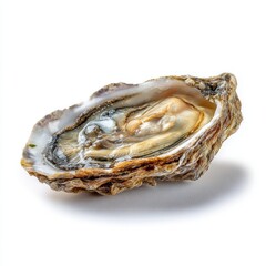 Oyster on the half shell, showcasing its pearly interior and rough exterior