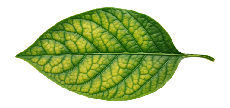 Viroid-infected leaf tissue with chlorosis and mottling patterns