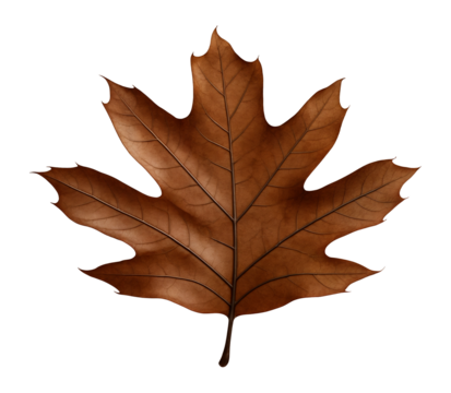 Fallen oak leaf with deep lobes and rich brown coloration