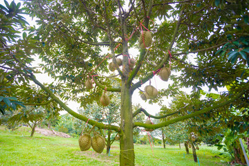Durian Tree with Ripening Fruits in Lush Green Farm Landscape
