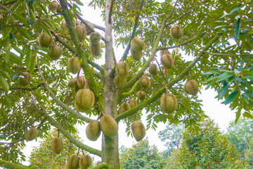 Fresh Durian Fruits Hanging from a Tree in Lush Tropical Environment
