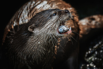 Otter (Lutra Lutra) and her cuteness and her funny face